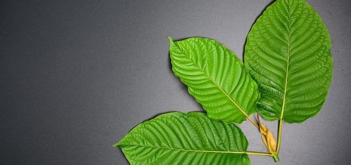 Kratom-The DEA has removed the original scheduling date